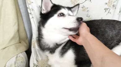 Porn Petting My Adorable Dog In HD Porn Amateur Verified