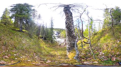 Sweet blonde gets licked raw in the forest 360 VR